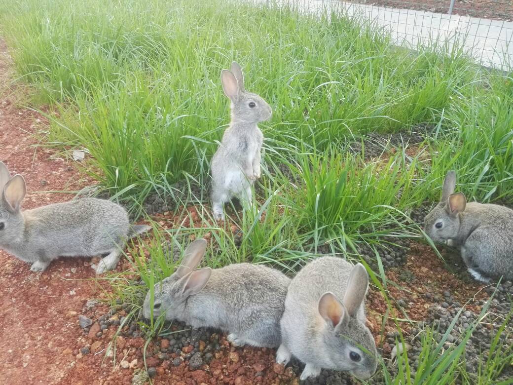 长沙茶园贡兔 生态主题农场照片_长沙茶园贡兔