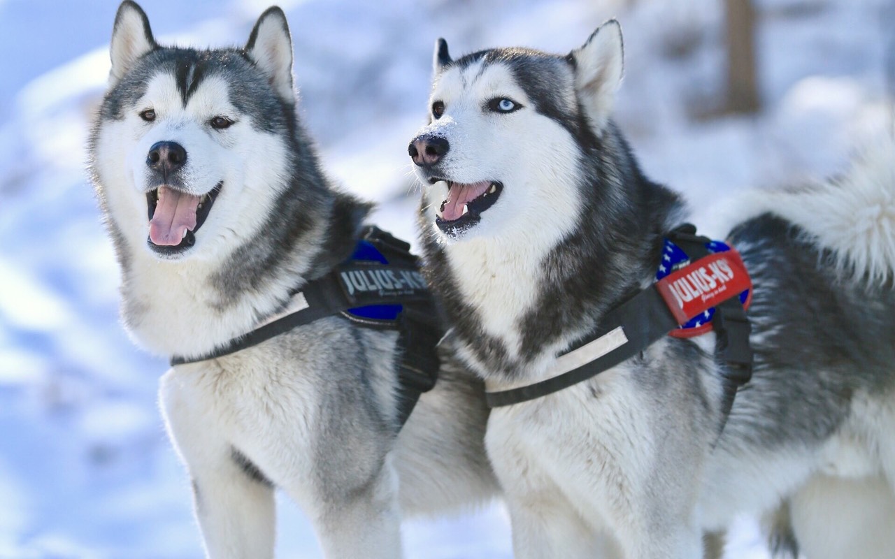 名犬大全