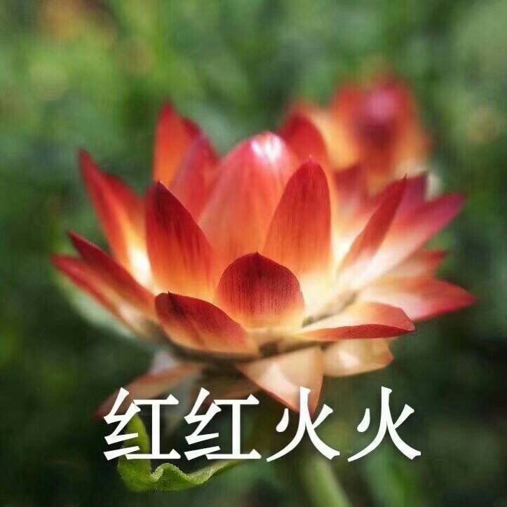 是年糕年糕嗳