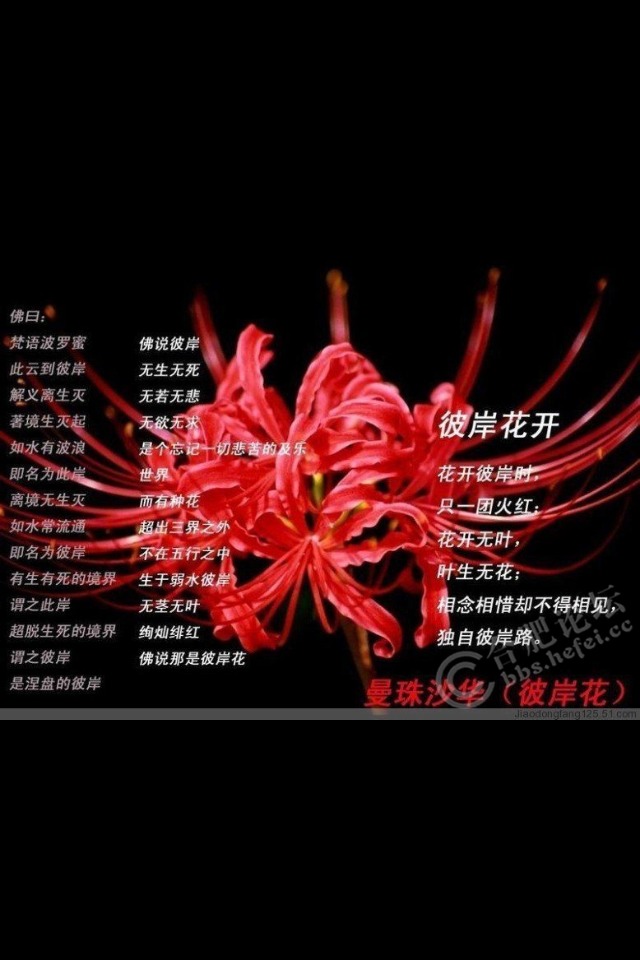 白罗兰花的花语图片